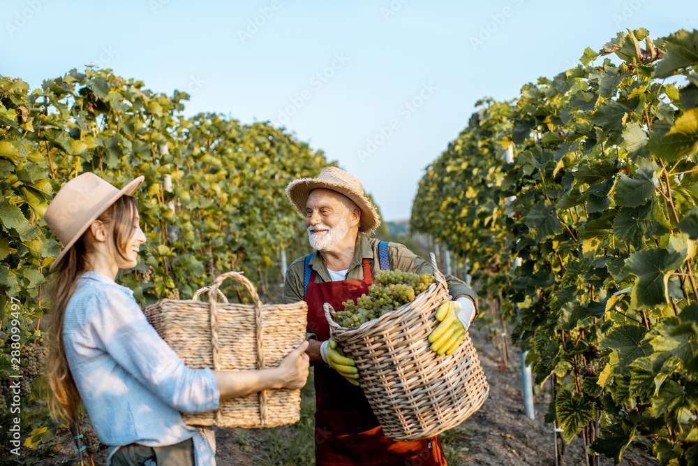 Senior man with young woman carrying baskets full of freshly picked up wine grapes on the vineyard, 