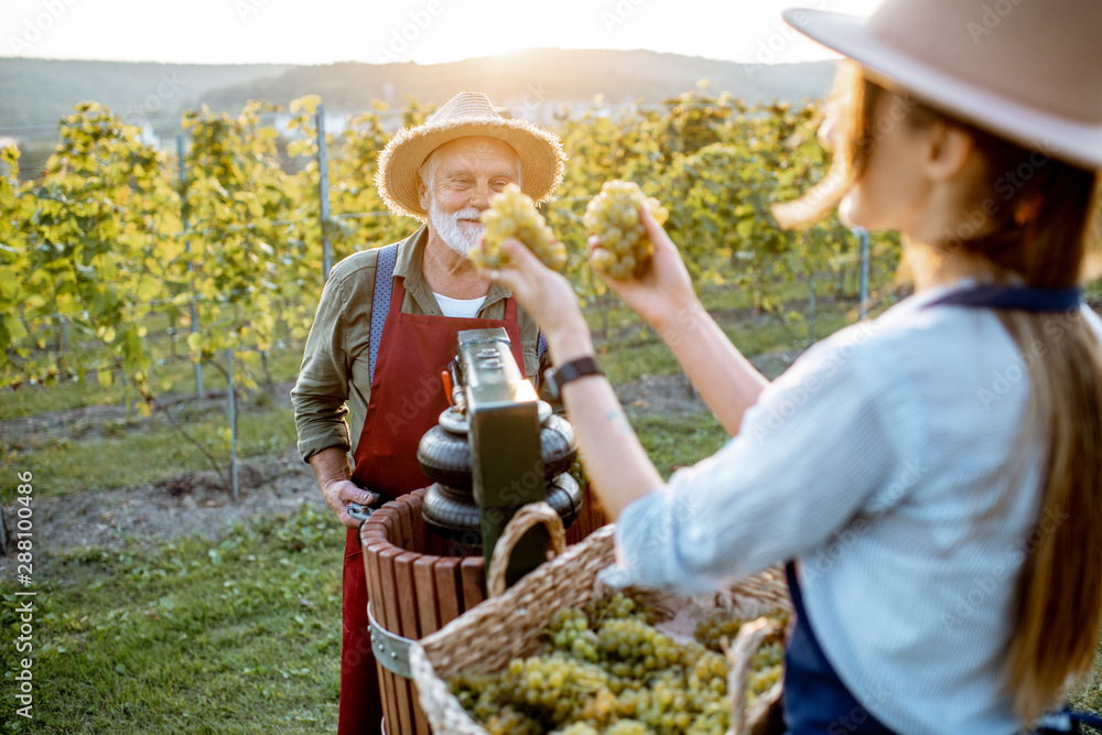 Senior man and young woman as winemakers squeezing grapes with press machine on the vineyard, gettin