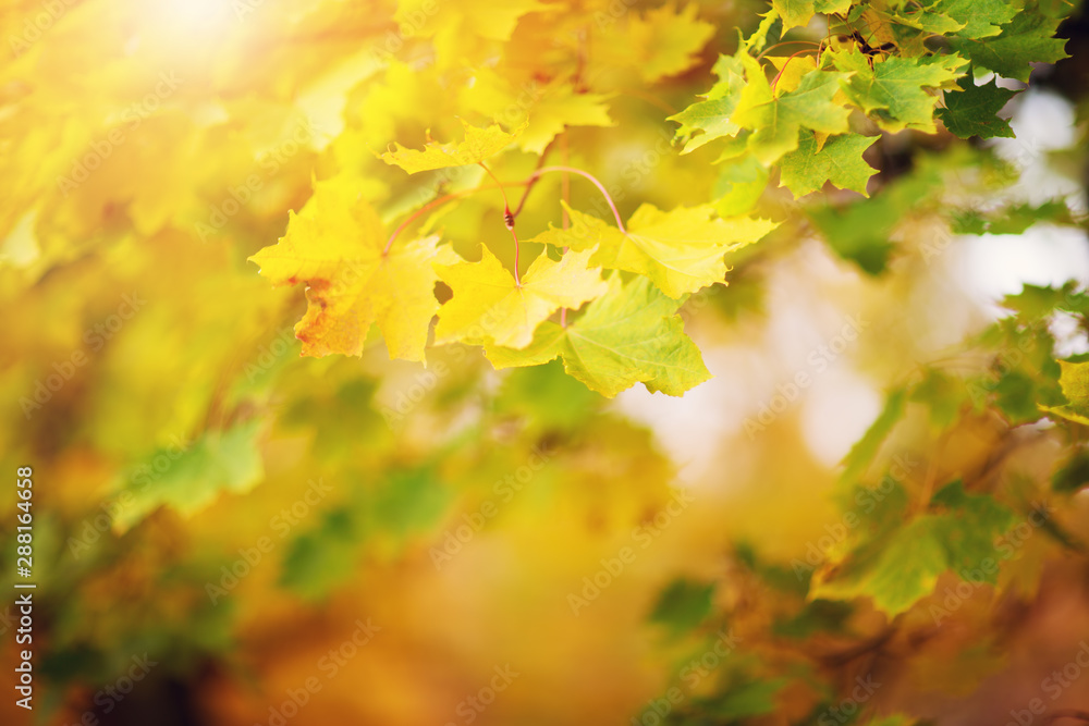 yellow maple leaves in autumn with beautiful sunlight