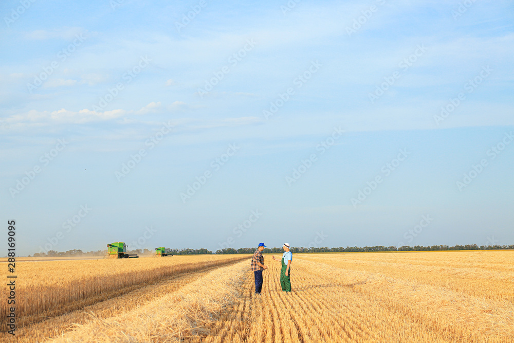 Male farmers working in wheat field