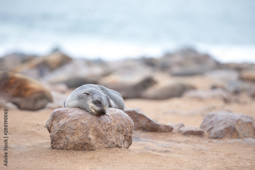 Cape fur seals on Namibian skeleton coast.