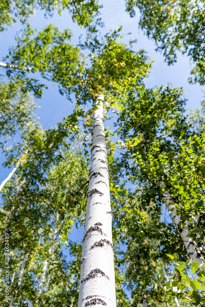 Green birch forest in the sky, summer nature landscape.