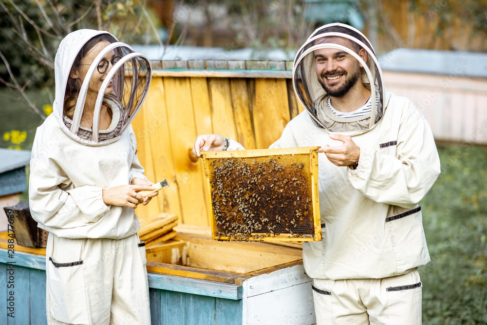 Two young beekepers in protective uniform working on a small apiary farm, getting honeycombs from th