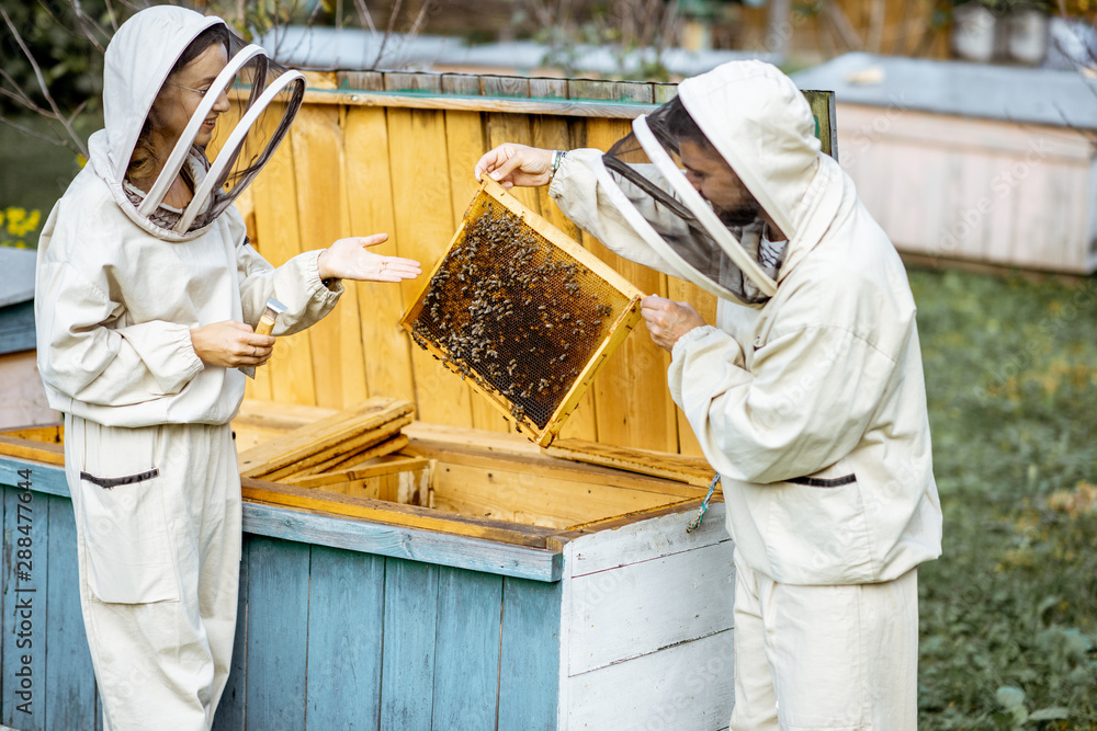 Two young beekepers in protective uniform working on a small apiary farm, getting honeycombs from th