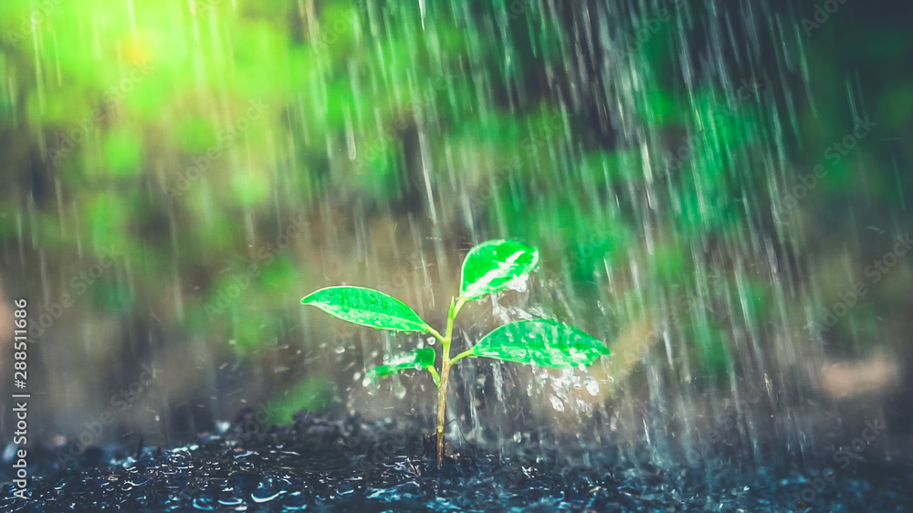 在黑土中生长的年轻植物幼苗的新生命。园艺和环保理念。Peo