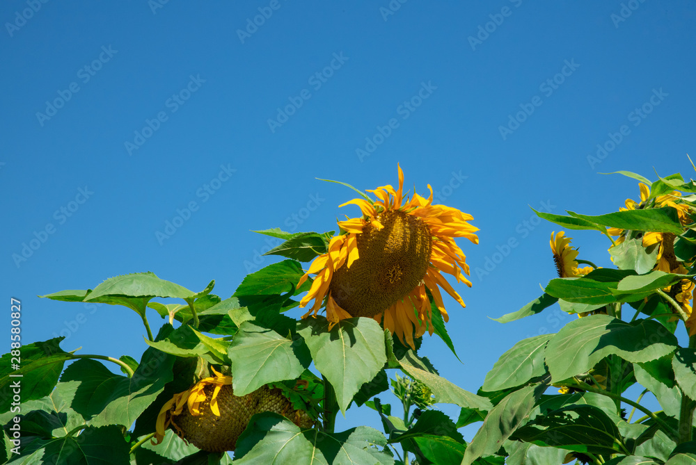 Sunflowers Against the Sky in a Meadow