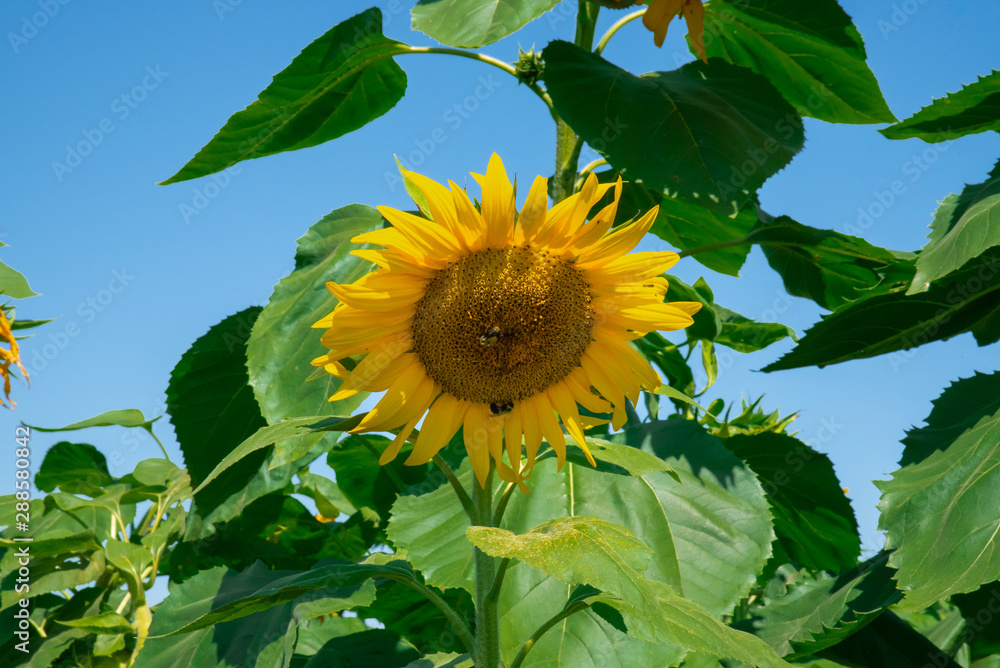 Large Yellow Sunflower in the Fall with Bees