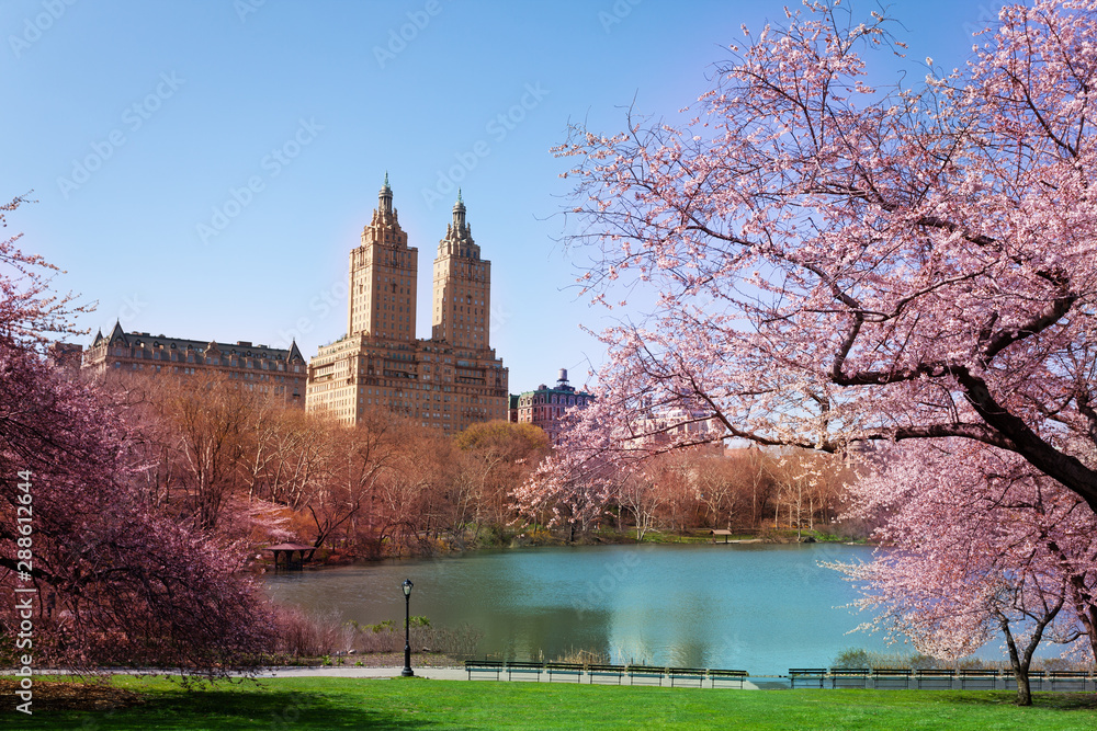 Blooming Kwanzan Cherry trees in NY central park