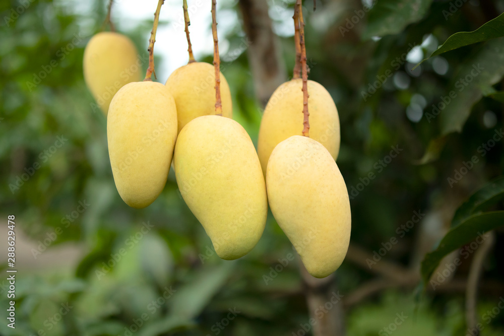 close up of mango fruit on a mango tree