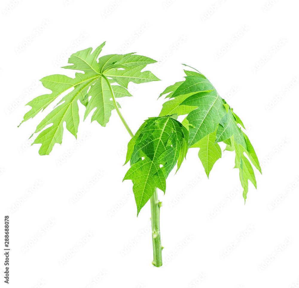 A green papaya tree on a white background