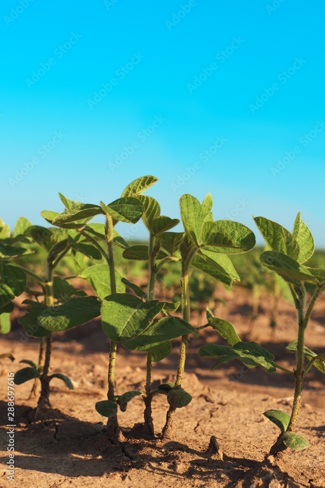 Soybean crop plantation rows in field