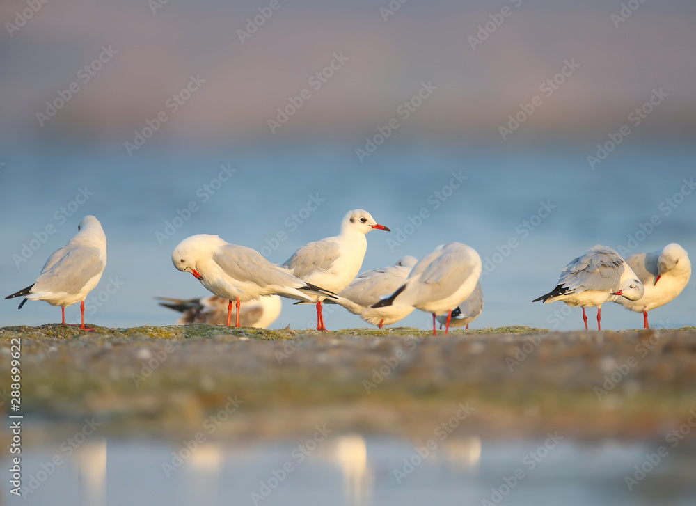 白头鸥（Chroicocephalus ridibundus）在es的沙质海岸清理羽毛