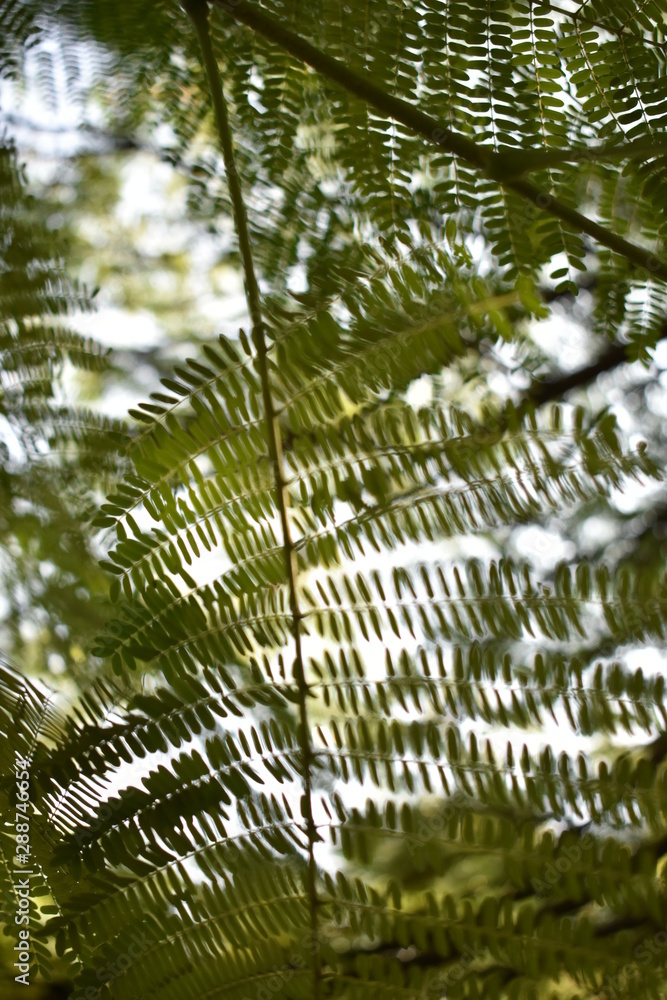 leaves in forest