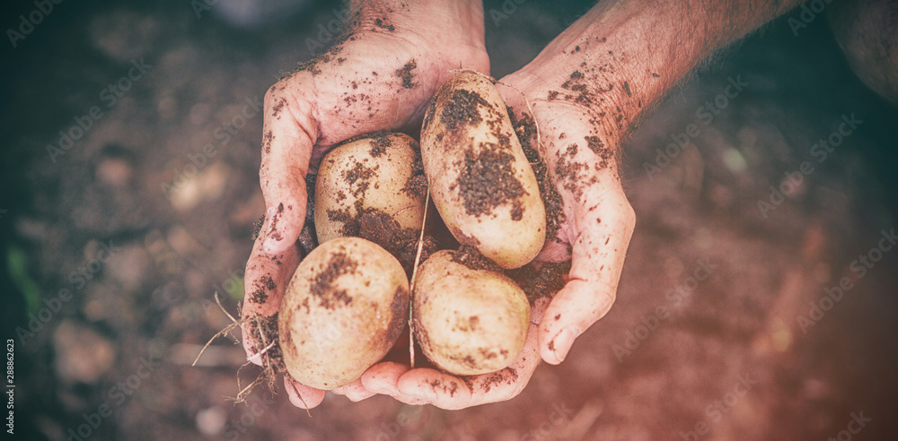 Cropped image of gardener holding dirty potatoes