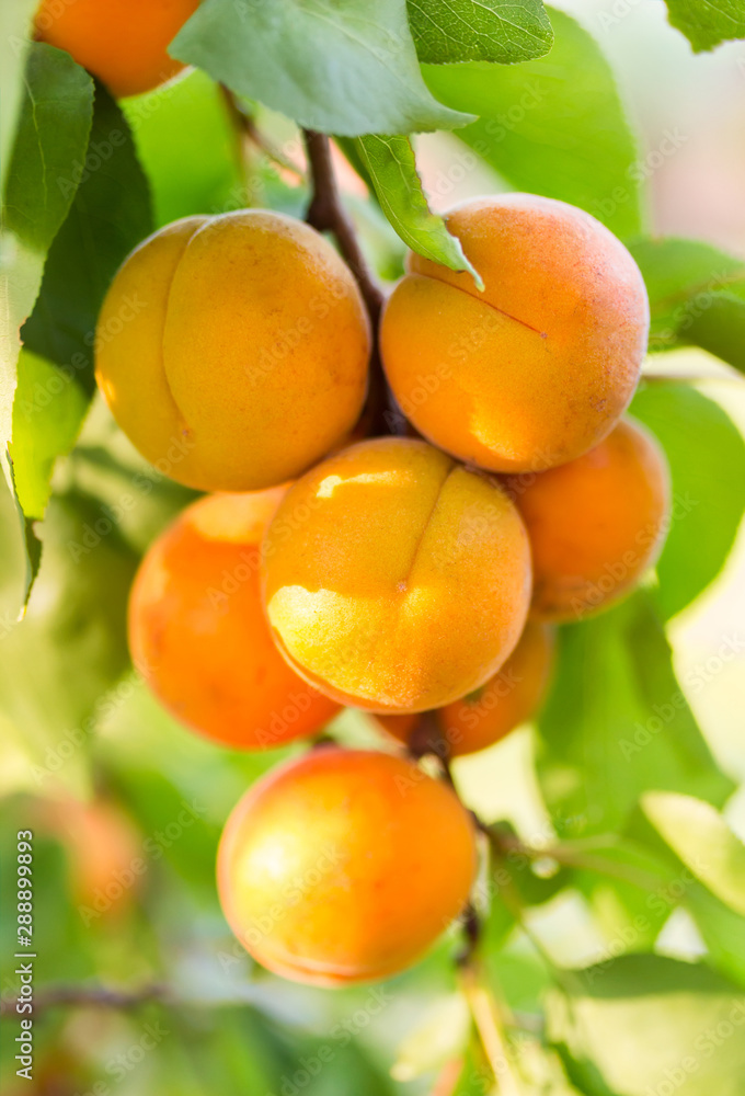 Ripe apricots on tree branch