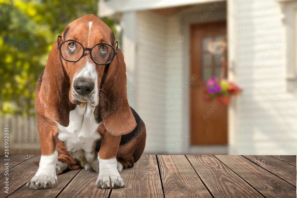 Basset Hound使用笔记本电脑并戴眼镜