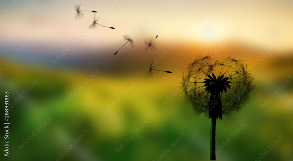 Dandelion with blowing petals isolated on white