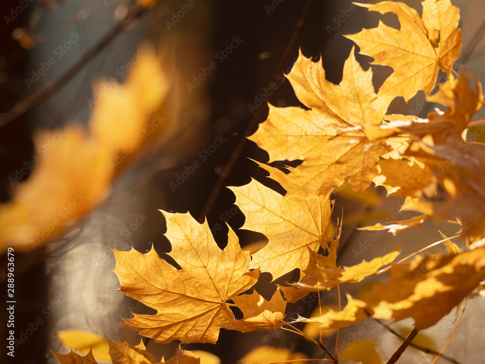 Maple leaves on a blurred forest background. Nature background