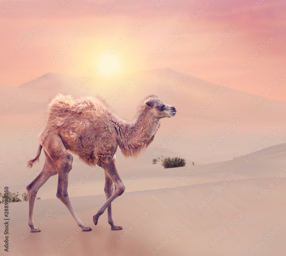 Baby Camel with two humps , Bactrian camel in desert