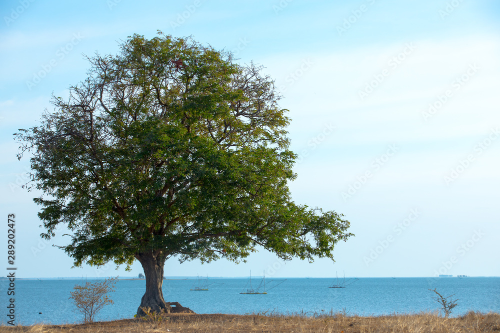 Trees with beautiful lakes during sunset, trees and rivers