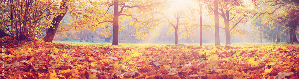 trees in the park in autumn on sunny day