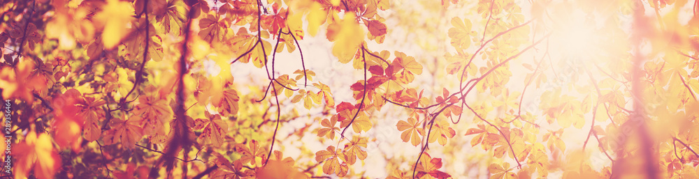 yellow chestnut leaves in autumn with beautiful sunlight