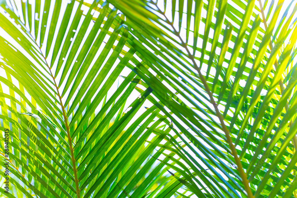 Coconut leaves, beautiful palm leaves against a natural background