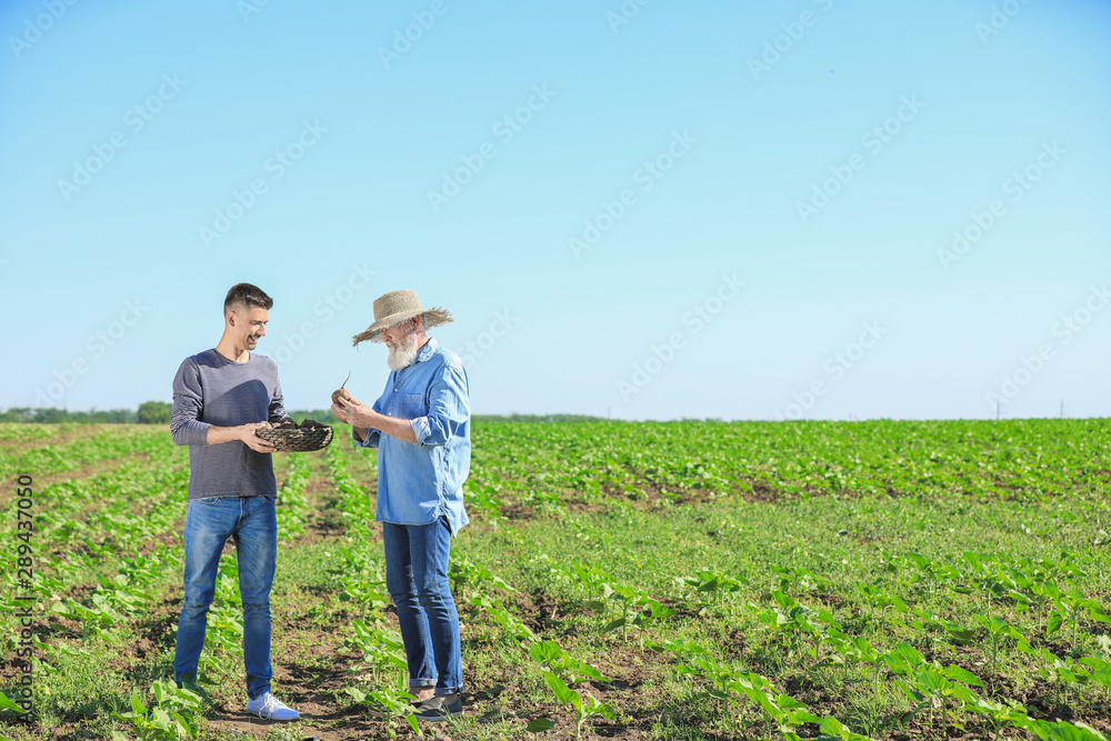 Male farmers with harvest in field