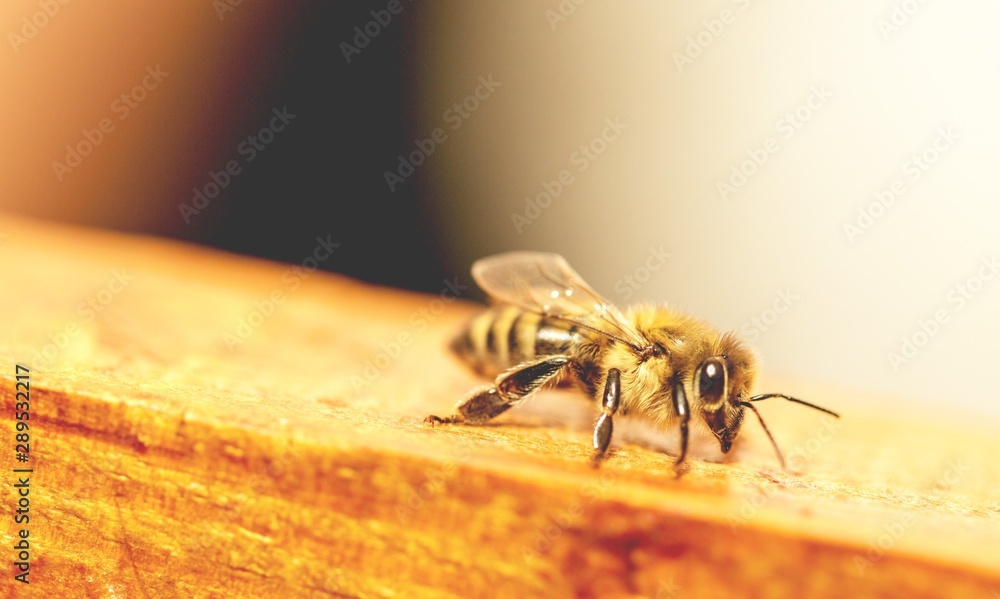 Bee.