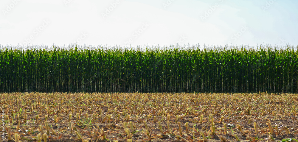 Cornfield