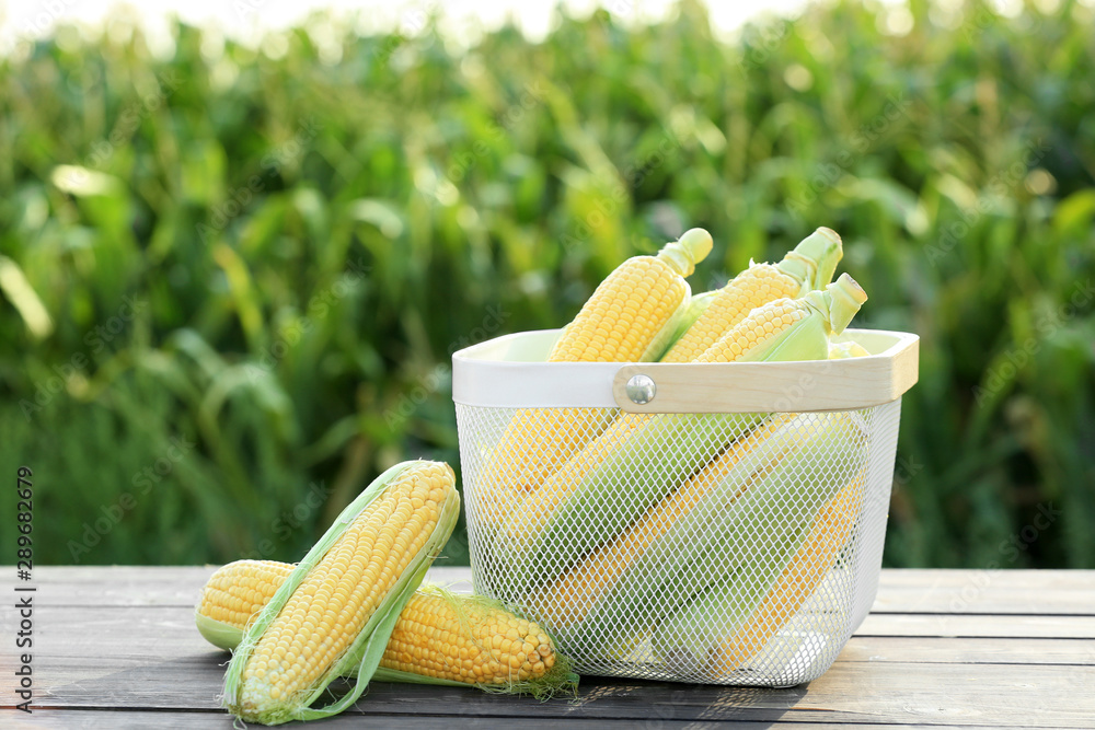 Basket with corn cobs on table outdoors