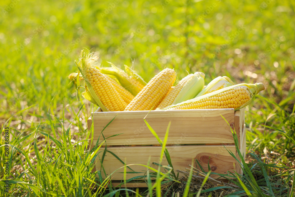 Wooden box with fresh corn cobs in field