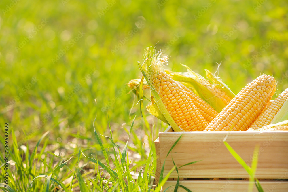 Wooden box with fresh corn cobs in field