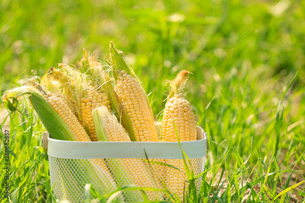 Basket with fresh corn cobs in field