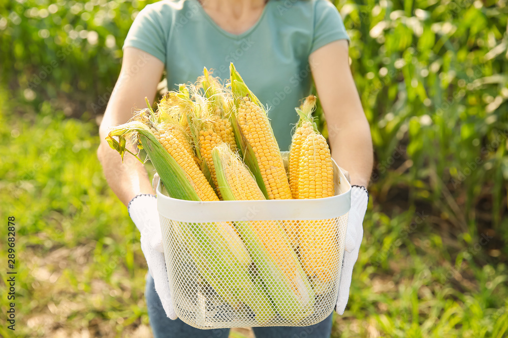 Female farmer with ripe corn cobs in field