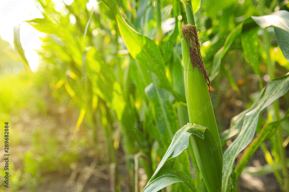 Corn growing in field, closeup