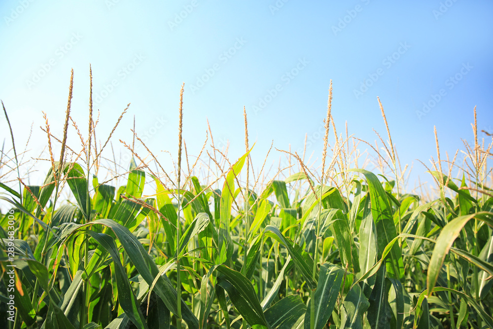 View of corn field on summer day