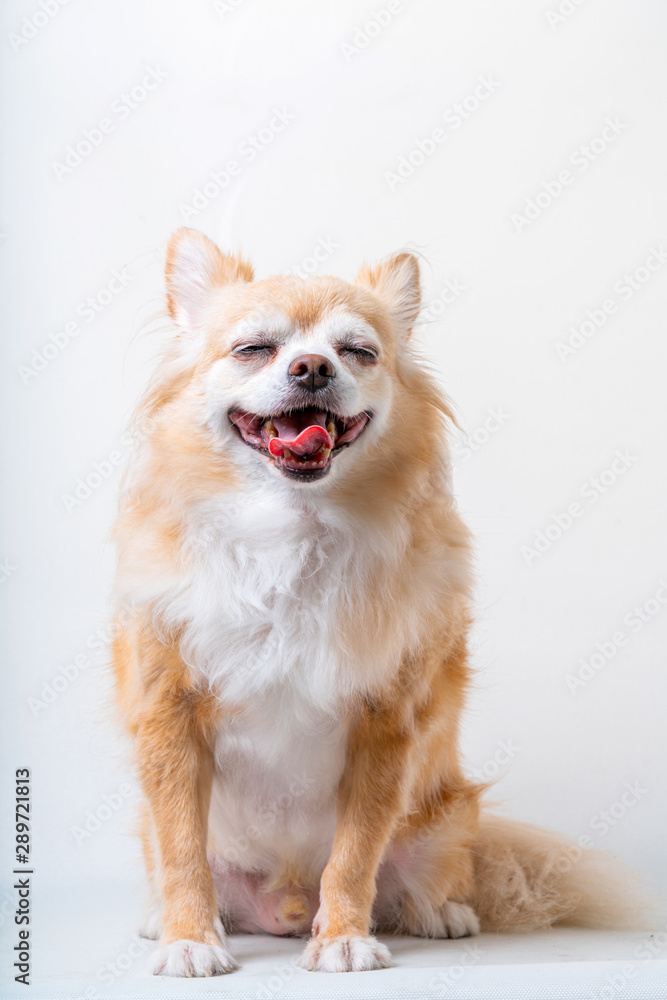 bright brown color hair chihuahua dog sit relax studio shot on white background