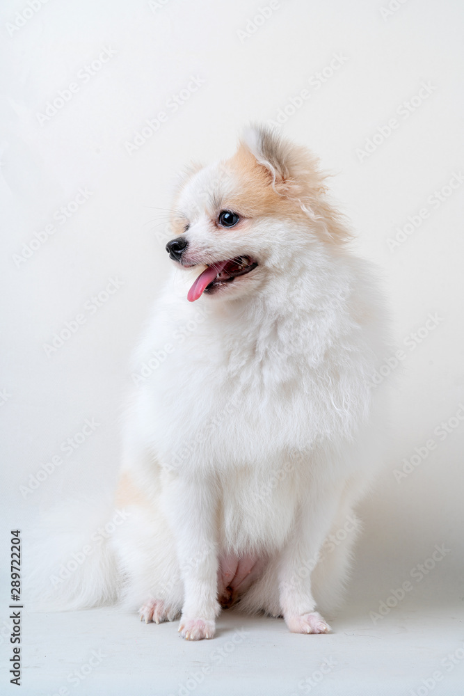 bright brown color hair  dog sit relax studio shot on white background