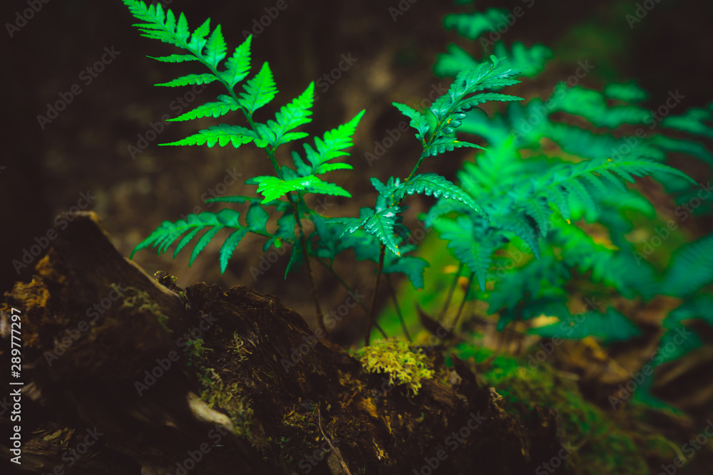 澳大利亚塔斯马尼亚热带雨林丛林中的野生蕨类植物。自然特写背景。