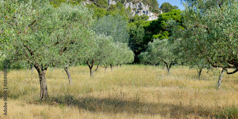  plantation of olive trees ,in mediterranean landscape