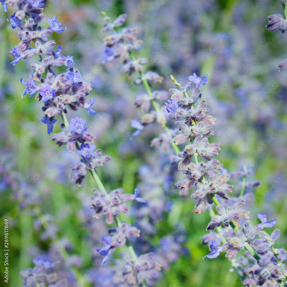 close up of lavender flower in provence -south of france -