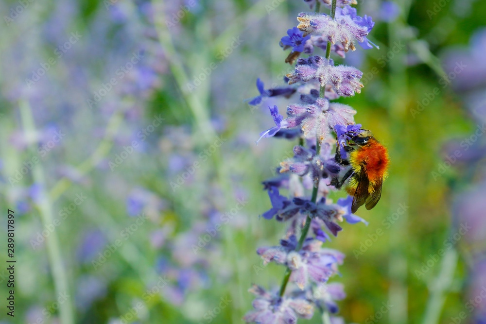 close up of lavender flower in provence -south of france -