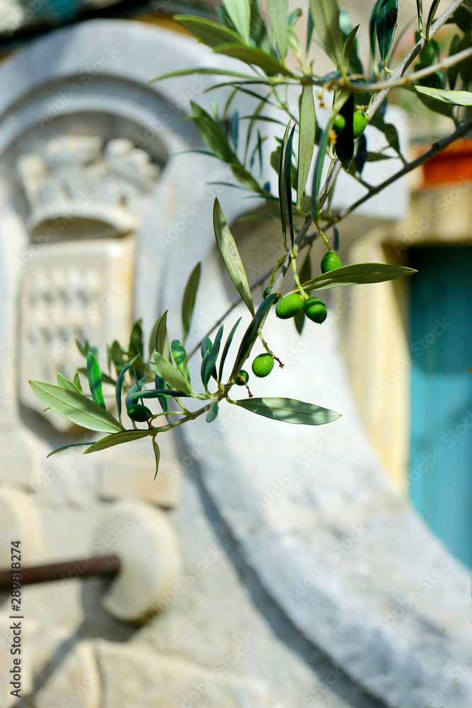 stone fountain in mediterranean village with branch of olive tree-text water source-