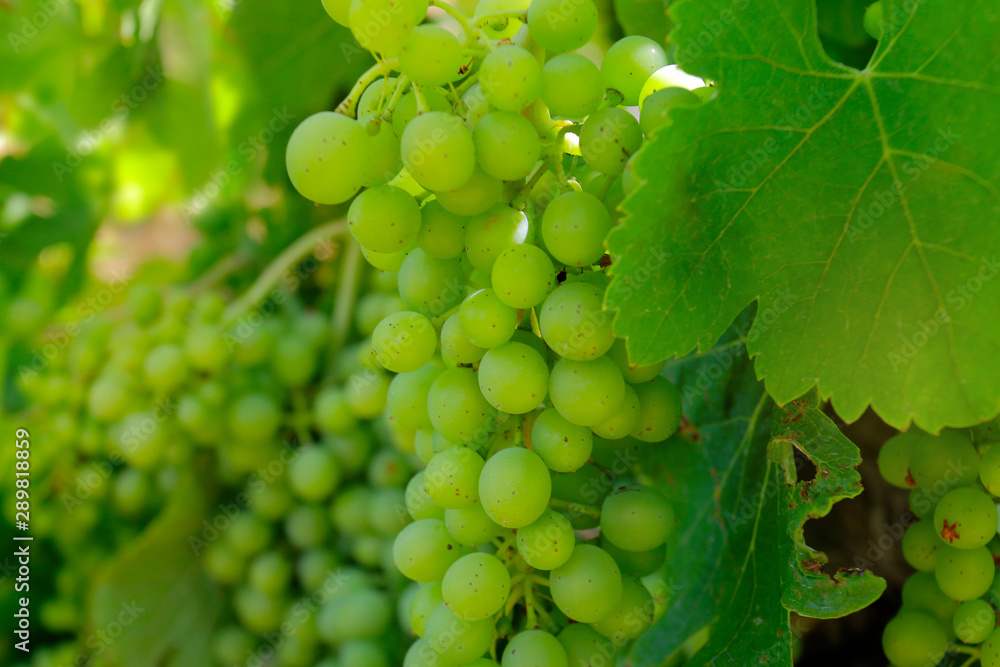 cluster of green grapes on a vine 