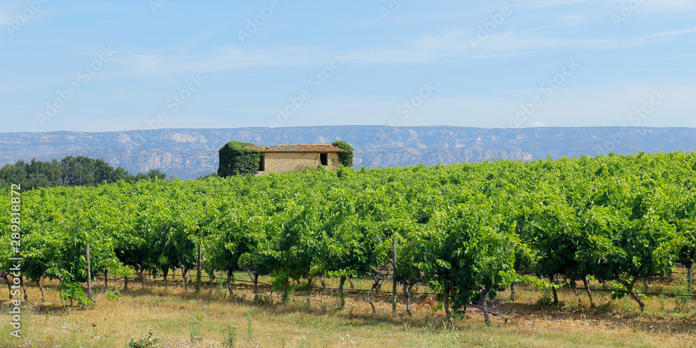 mediterranean estate vineyard in the south of france 