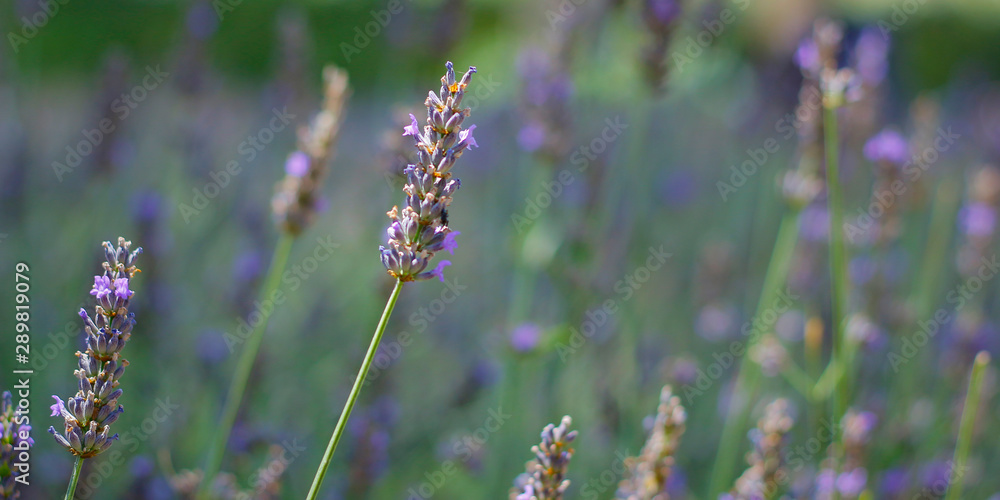 close up of lavender flower in provence -south of france -