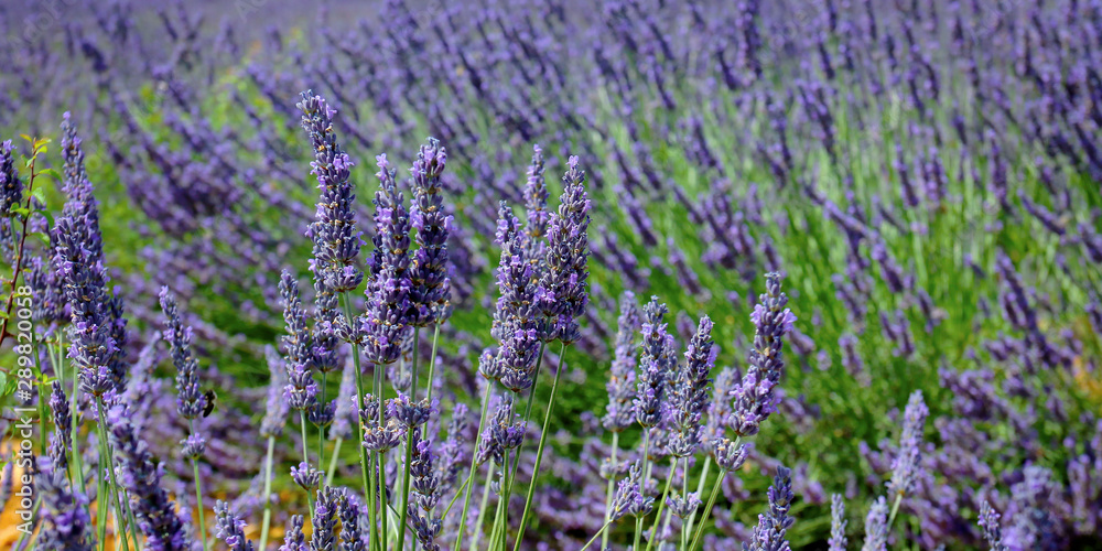 close up of lavender flower in provence -south of france -