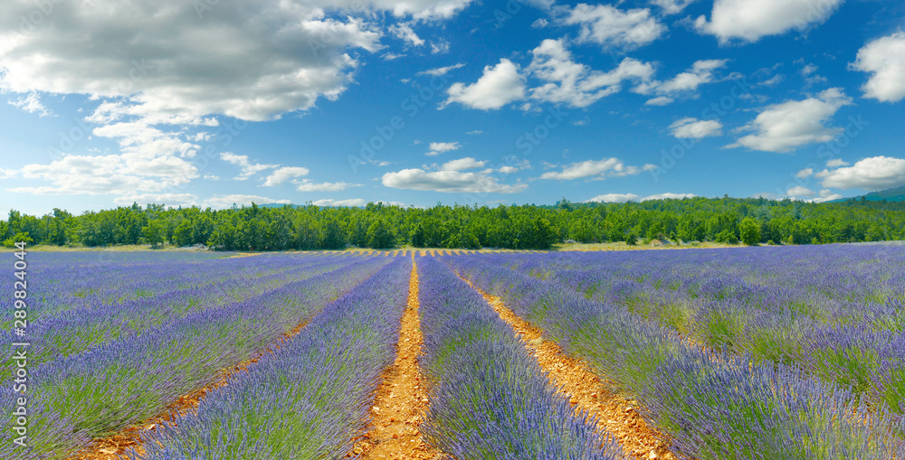 plantation of bunch of lavender in provence -south of france -