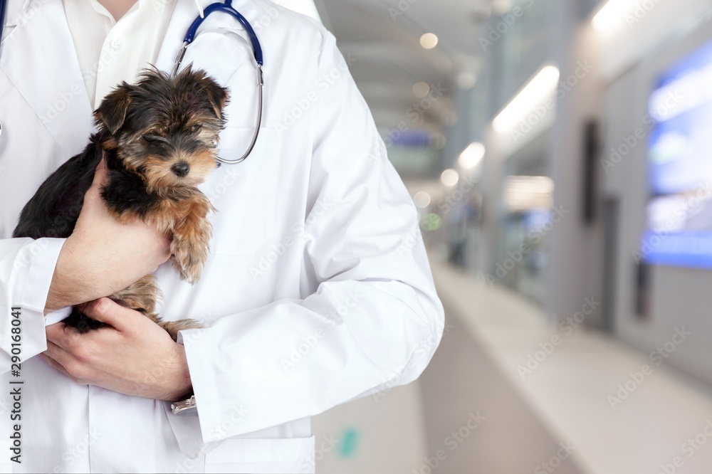 Small cute dog examined at the veterinary doctor, close-up